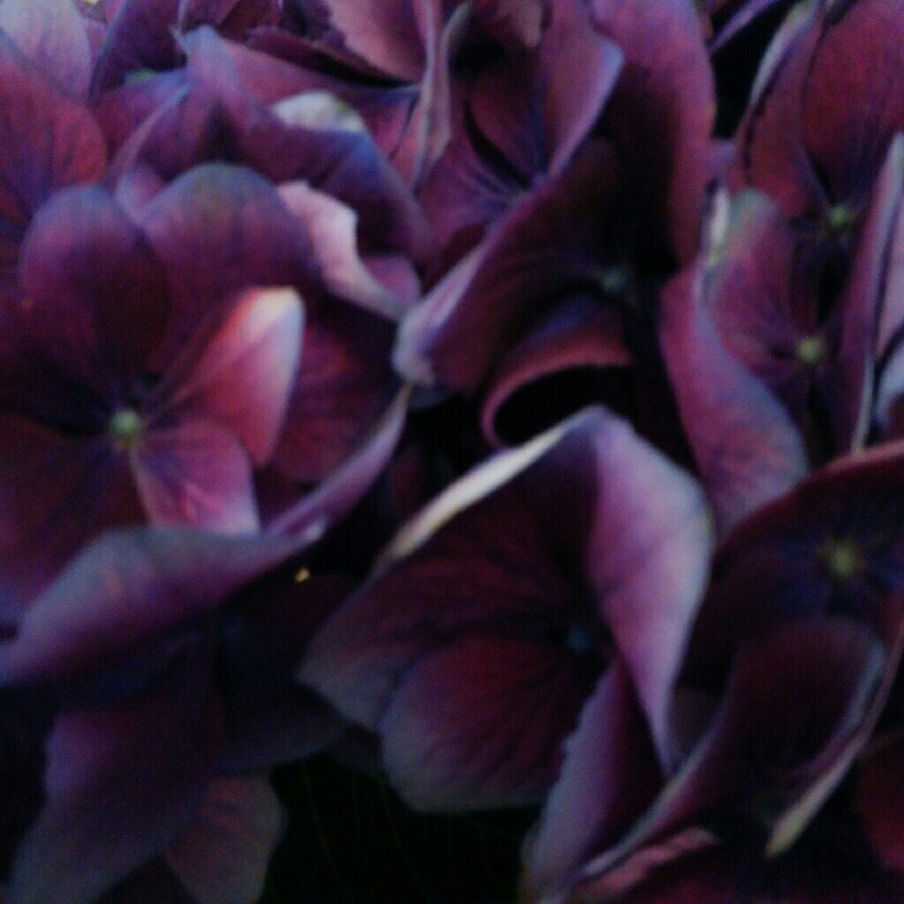 Meet your Posher, Angel